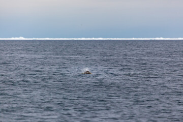 Fototapeta premium Serene Arctic Waterscape With Ice And Distant Horizon