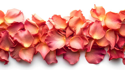 A Gentle Scattering of Rose Petals Along the Bottom