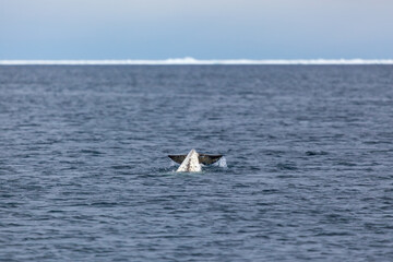 Fototapeta premium A Majestic Narwhal Surfacing in Arctic Waters at Pond Inlet