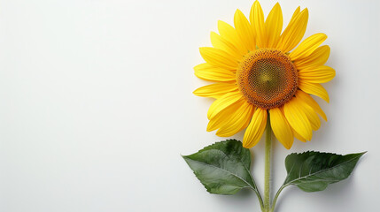 Obraz premium Minimalist Sunflower Design in Aesthetic Setting