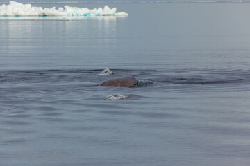 Walrus Swimming in Arctic Waters Near Icebergs in Pond Inlet