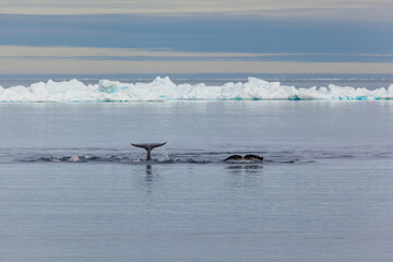 Whale Tail Emerging from Arctic Waters Near Iceberg