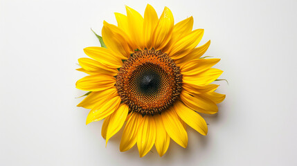 Fototapeta premium Top-Down View of a Single Sunflower in the Center