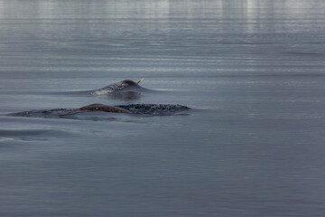 Narwhals Swimming Gracefully in Arctic Waters at Pond Inlet