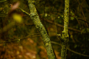 Tree trunks covered in moss in a forest.
