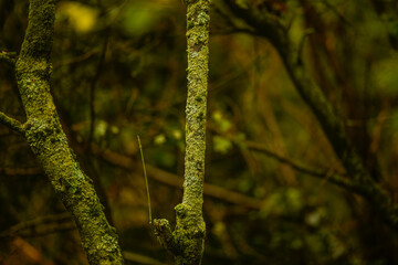 Tree trunk covered in moss in a forest.
