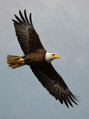 Obraz premium Bald eagle flying high in the sky, symbolizing freedom.