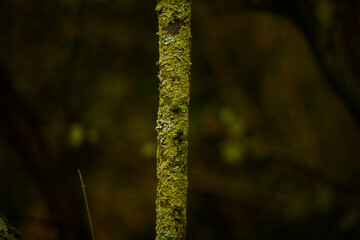 ree trunk covered in moss in a forest.
