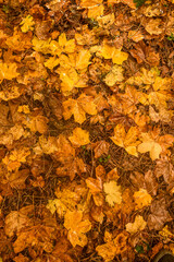 Golden and crimson autumn leaves scattered on the ground, blending in shades of amber, rust, and deep orange