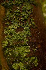 Green moss growing on a damp tree trunk in a forest.