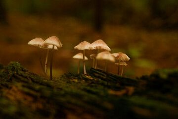 Small mushrooms growing in autumn on a damp, dead tree trunk.