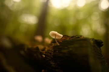 Small mushrooms growing in autumn on a damp, dead tree trunk.