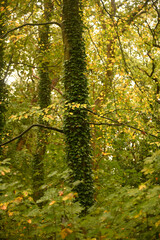 Autumn foliage with a moss-covered trunk in a forest.