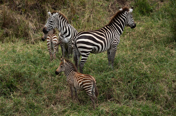 Naklejka premium Zebras with foal at Savannah grassland, Masai Mara