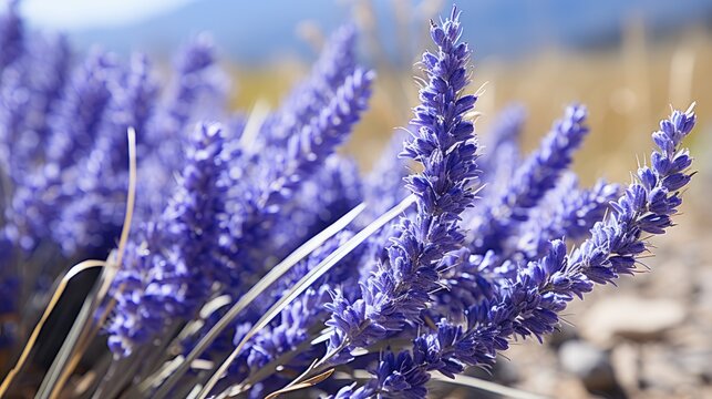Qebele Azerbaijan tourism lavender fields HD 8K wallpaper Stock Photographic Image