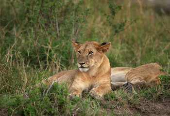Naklejka premium Lion cubs resting on green, Masai Mara, Kenya