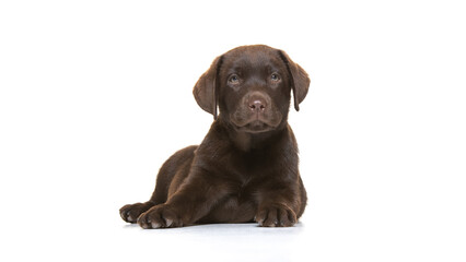 chocolate labrador retriever puppy on white background