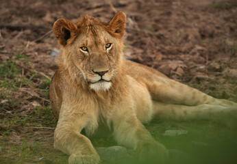 Obraz premium Portrait of a Lion cub at Masai Mara, Kenya