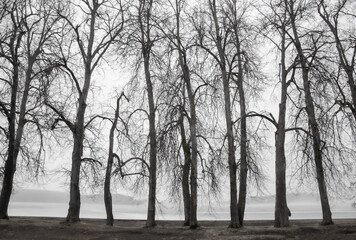 
On the border of winter. A light fog enveloped the trees, slightly blurring the outlines of the trunks. Above the lake, the fog hides the far shore with coniferous trees.