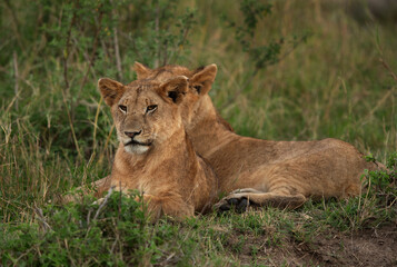 Obraz premium Portrait of a Lions at Masai Mara, Kenya