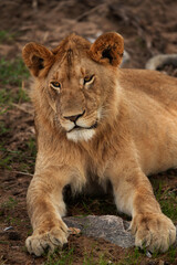 Obraz premium Portrait of a Lion cub at Masai Mara, Kenya