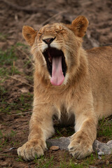 Obraz premium A Lion yawning, Masai Mara, Kenya