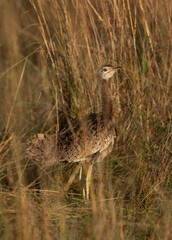White-Bellied Bustard in themid of grasses, Masai Mara