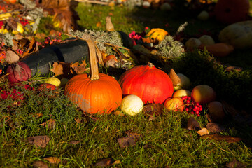 Two Pumpkins in field. October sunset symbolizing fall and Halloween. pumpkin decoration outdoor High quality