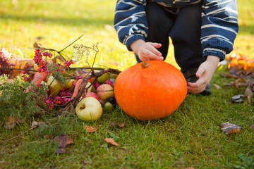 Child hands putting Pumpkin in field. October sunset symbolizing fall and Halloween. High quality of pumpkin outdoor at the grass