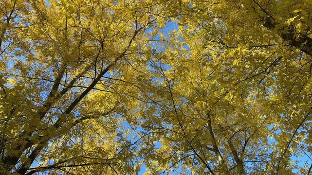 Beautiful tree with yellow leaves in autumn park.