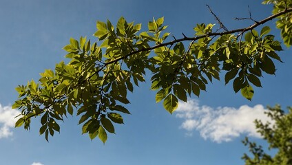 Obraz premium Lush tree branch swaying gently in the breeze.