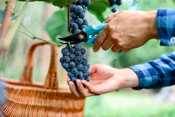 Obraz premium Grapes harvesting. Blue grape bunch in man hands with scissors close up. Detail of handmade grape harvest in autumn vineyard