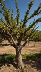 Plum tree in Drome, Provence.