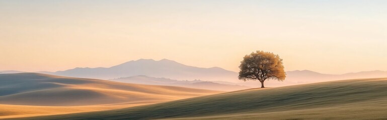Obraz premium Panoramic header with Warm sunlight illuminates a lone oak tree standing on a green field, creating a serene and dramatic landscape with misty mountains in the background during sunset