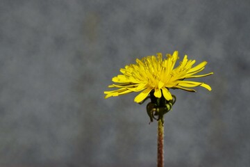 Żółty kwiat mlecz polny mniszek lekarski © Patrycja