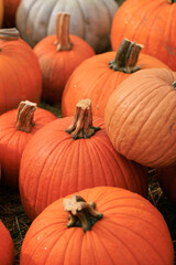 Ripe pumpkins in a pumpkin patch in the autumn, Pumpkin patch. fresh orange pumpkins. 

