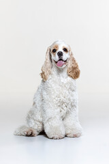 American Cocker Spaniel puppy on a uniform background