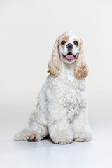 American Cocker Spaniel puppy on a uniform background