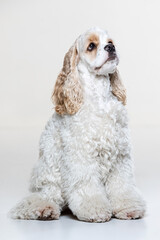 American Cocker Spaniel puppy on a uniform background