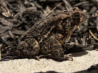 Fototapeta premium Toad