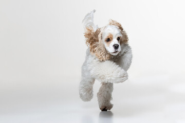 American Cocker Spaniel puppy on a uniform background
