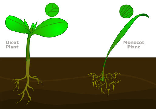 Monocots dicots differences. Flowering plants,  leaf, tap, fibrous roots, middle vein parallel venation branches. Monocotyledon vs dicotyledon, different. Vector illustration