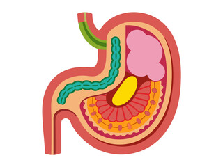 Illustration of a human stomach anatomy with detailed organ components. Transparent or white isolated background.