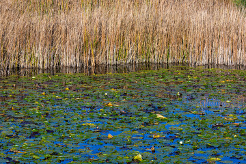 reed shore on a little pond