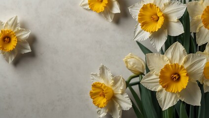 Obraz premium Daffodil flower border on white