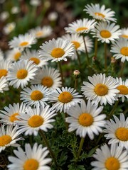 Dense daisies forming a vibrant spring backdrop.