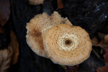Caps of toadstool mushrooms from above in the autumn forest