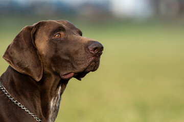 Hound hunting