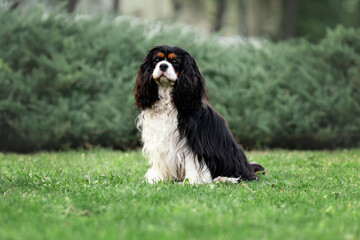 Portrait of young cute cavalier king charles spaniel sitting at green grass