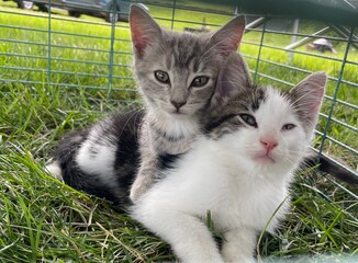 Kittens